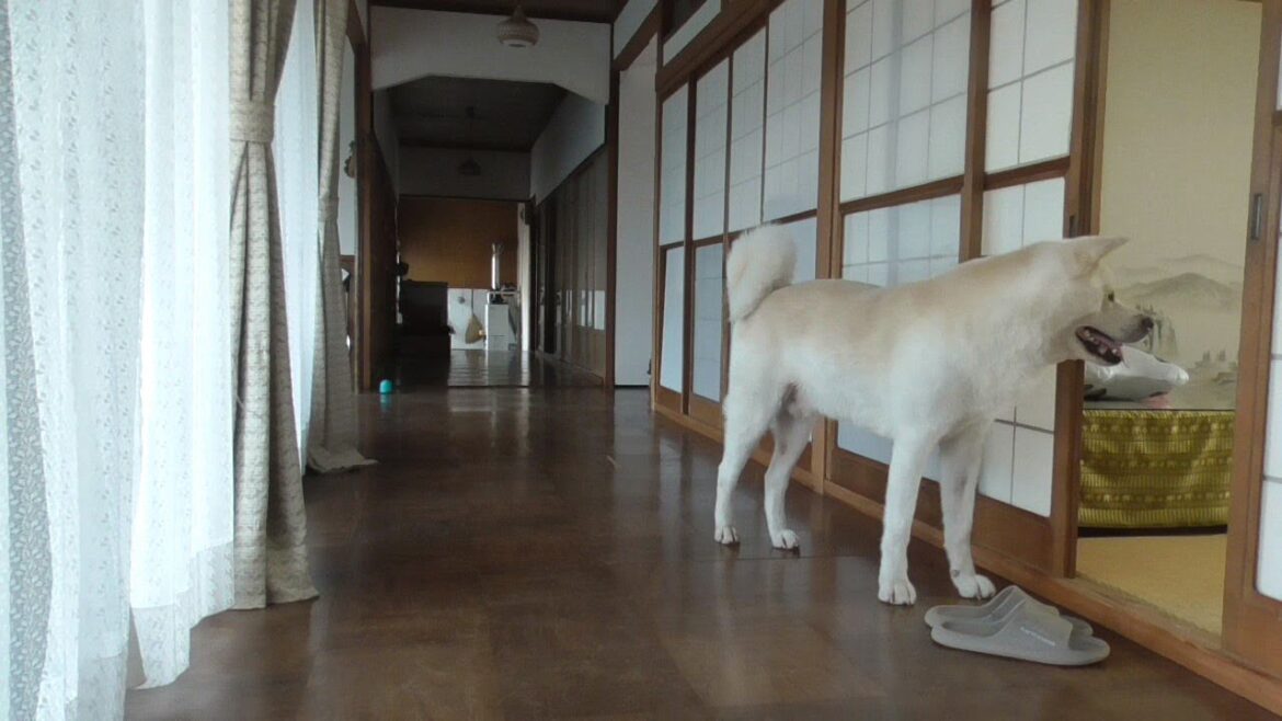 【秋田犬ゆうき】お腹が空いてたまらないのです！と仏間にいる飼い主の出待ちをする【akita dog】