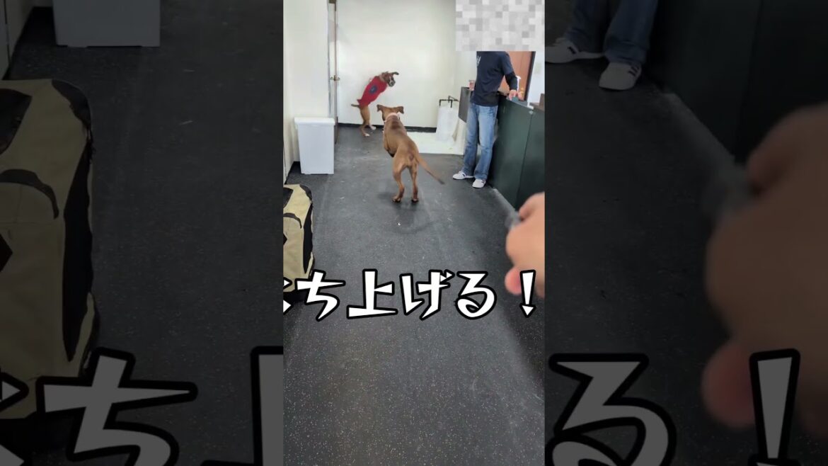 パワ子vs土佐闘犬 #犬のいる生活 #ボクサー犬 #ペット #大型犬のいる生活 #コントチャンネル #愛犬 #いぬ #コント