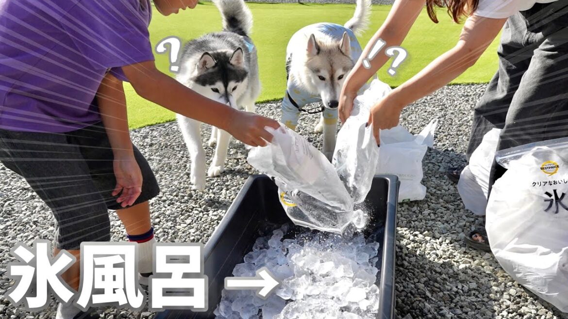 【衝撃】大量の氷で氷風呂作ったら遊び方が予想外でした...笑　　【シベリアンハスキー】