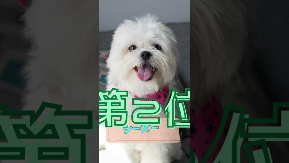 足が短くてかわいい犬種ランキング【TOP5】