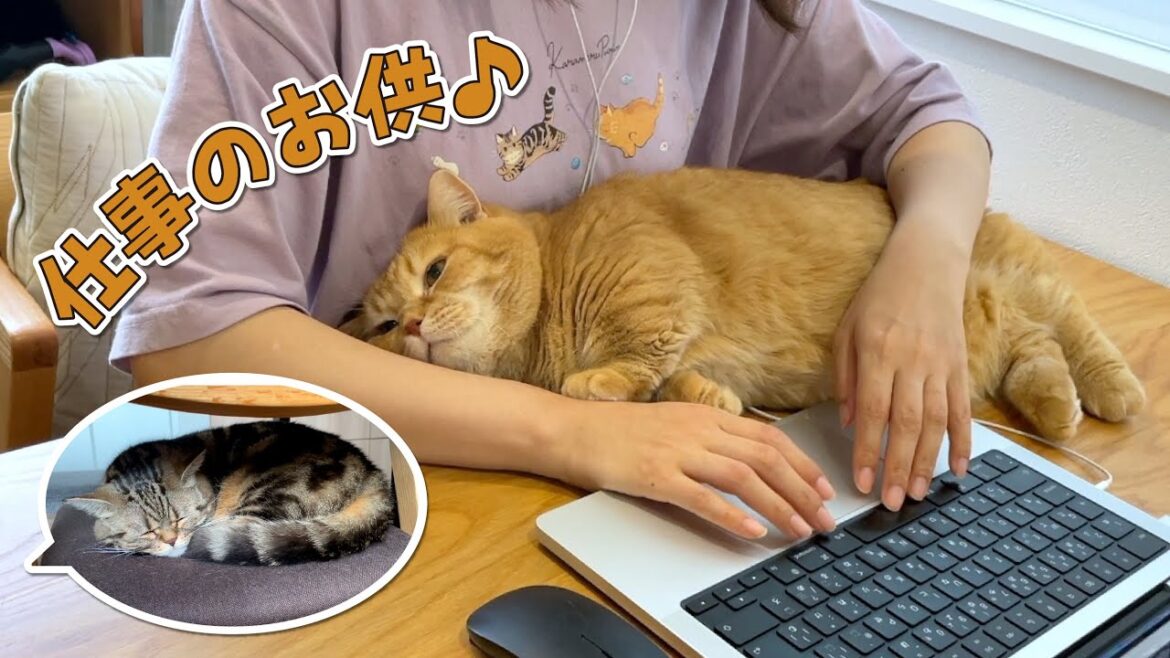 ママが仕事を始めると集まってくる甘えん坊猫が可愛すぎる！