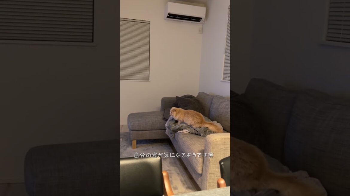 【昔の自分を観るねこ】スコティッシュフォールドロングヘアー