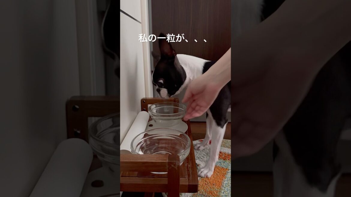 おはよう！メルの朝ごはん #ボストンテリア #ボステリ #bostonterrier