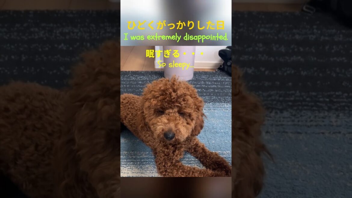 面白いから観て！Look at this funny movie! #トイプードル #子犬  #犬  #sleep  #puppy #toypoodle #dogs