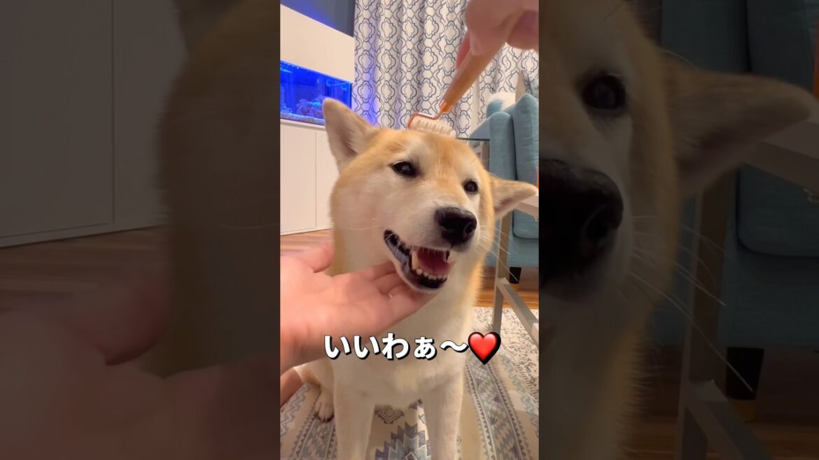 コロコロマッサージ🐶🐶🎵#柴犬 #チワワ #shorts