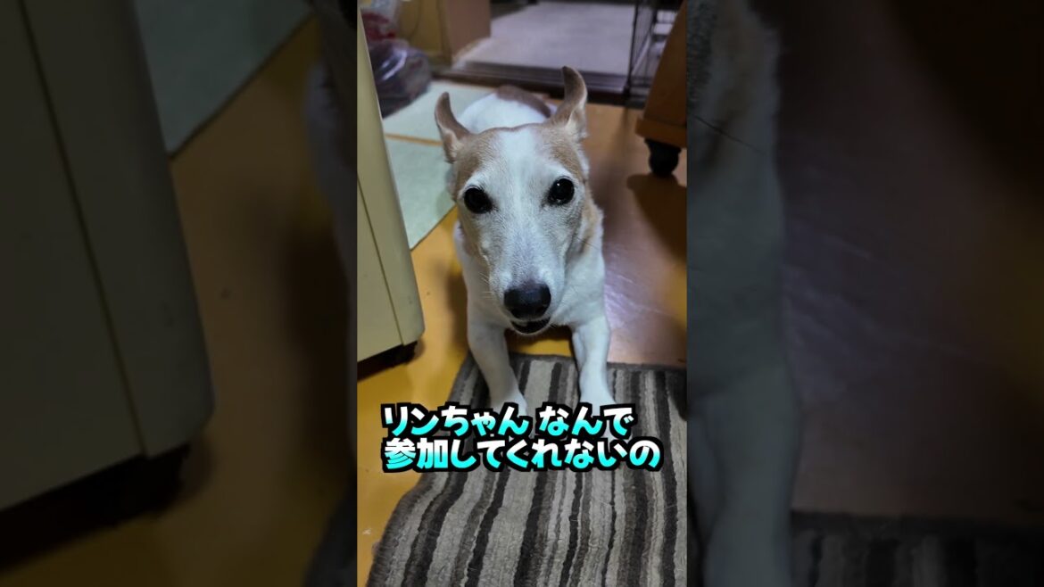 一緒に遊んでいたら、バンザーイを覚えたジャックラッセルテリアが可愛い #shorts 一緒に遊んでいたら、バンザーイを覚えたジャックラッセルテリアが可愛い #shorts