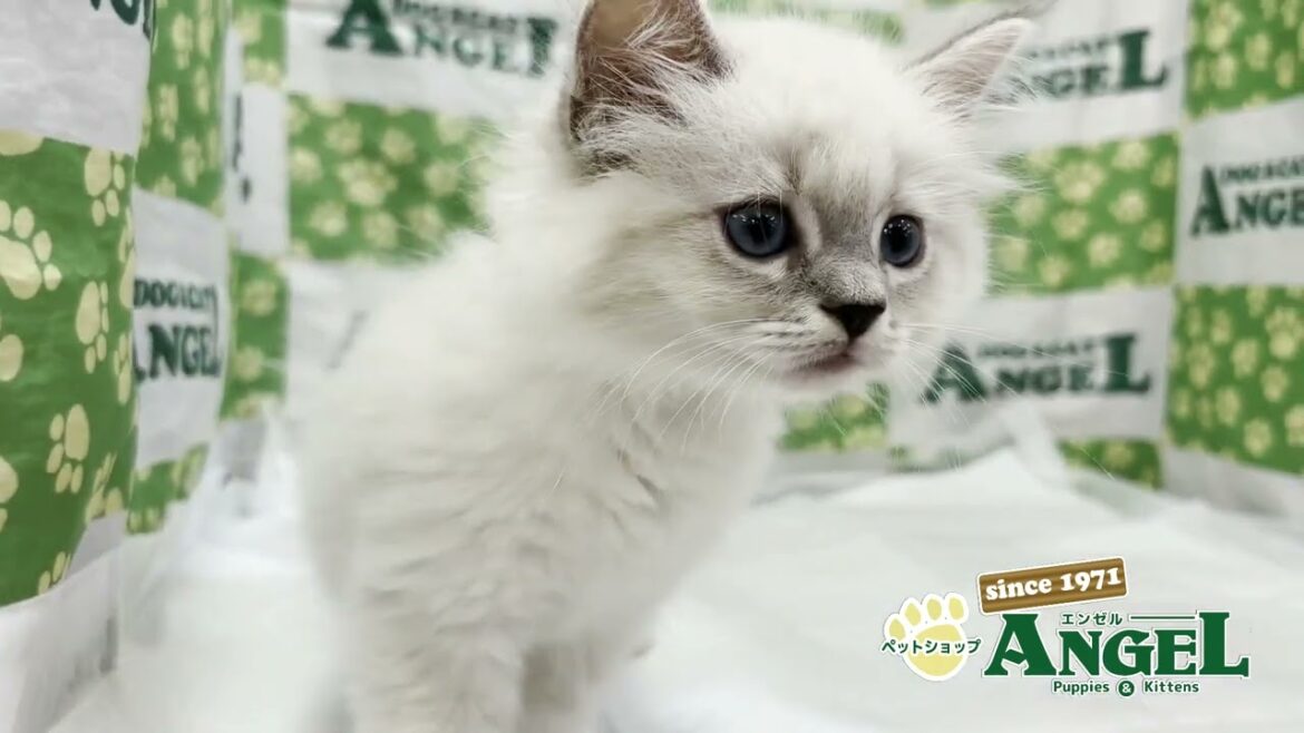 ラグドール 2507045 【ペットショップエンゼル 子犬・子猫販売】 ラグドール 2507045 【ペットショップエンゼル 子犬・子猫販売】