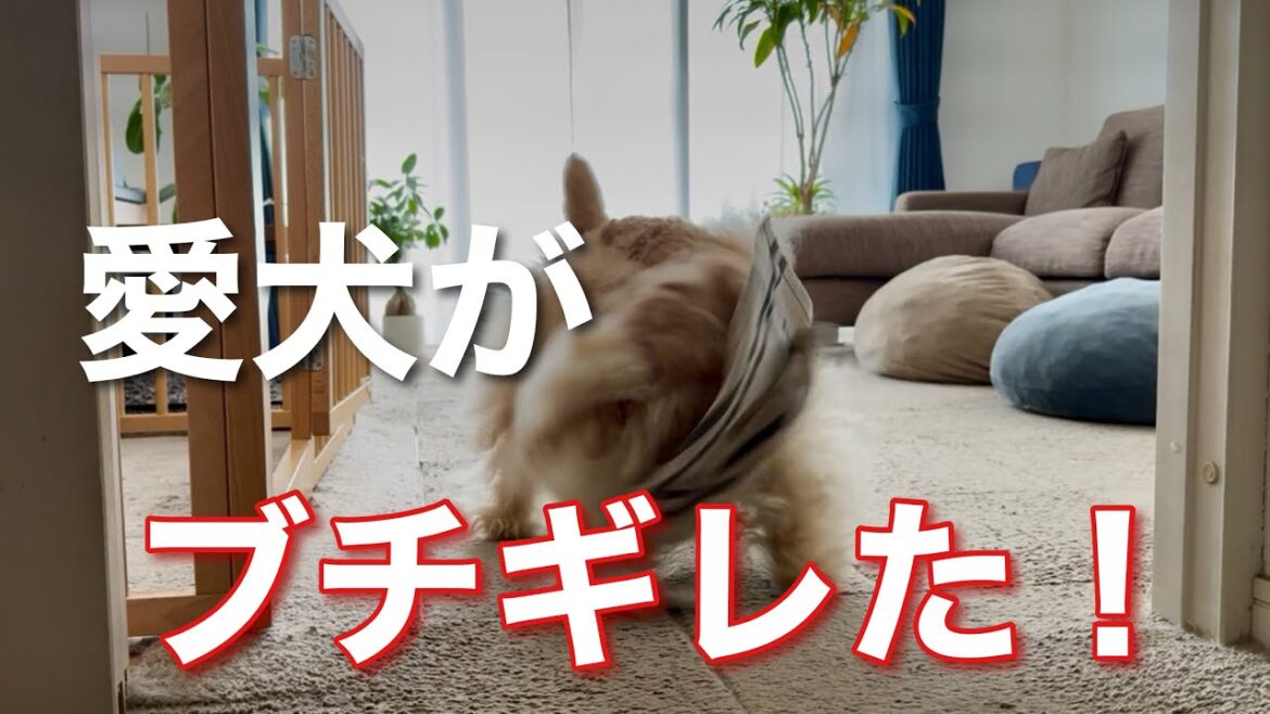 おやつをあげる途中で寝てしまったら愛犬がブチギレた！ テリア