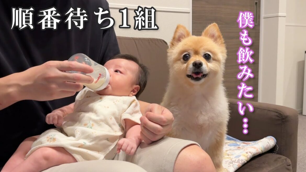 赤ちゃんにミルクの順番を譲ってあげるポメラニアンが優し過ぎました… 赤ちゃんにミルクの順番を譲ってあげるポメラニアンが優し過ぎました…