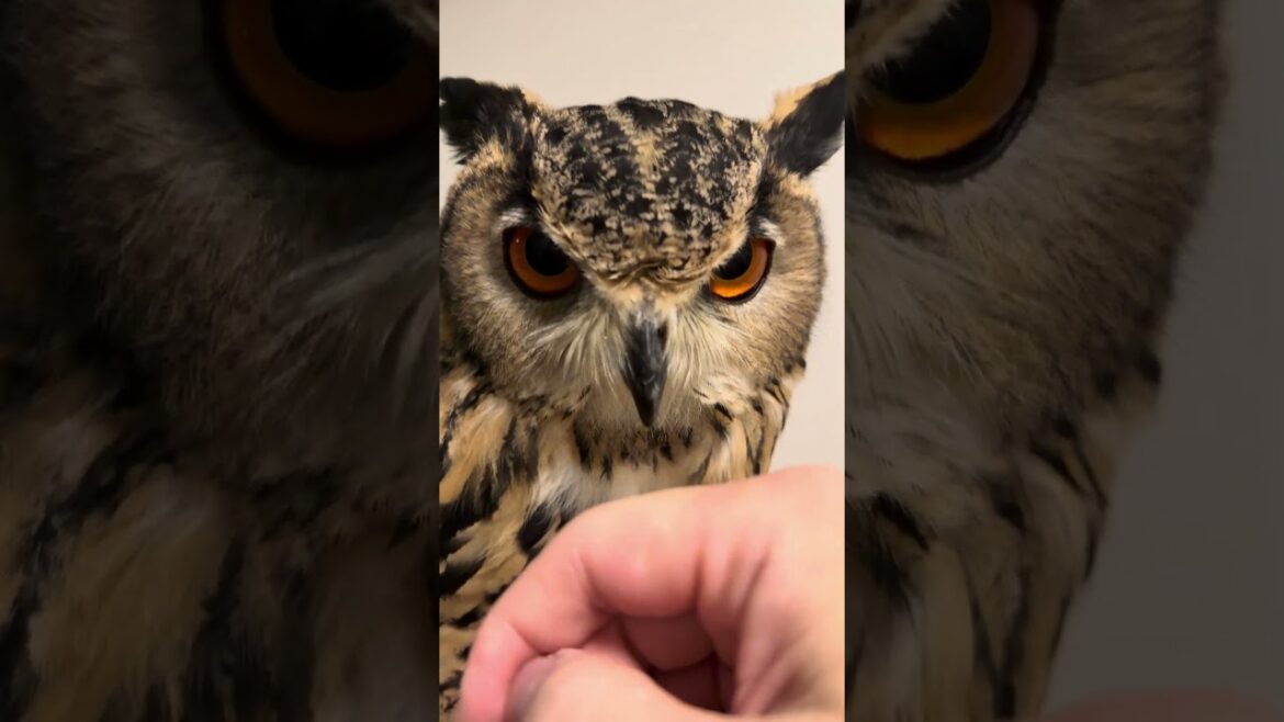 本日のふー Foo of the day 【ベンガルワシミミズク】 #owl #birds #animals #フクロウ #cute #wildlife #pets #nature #funny