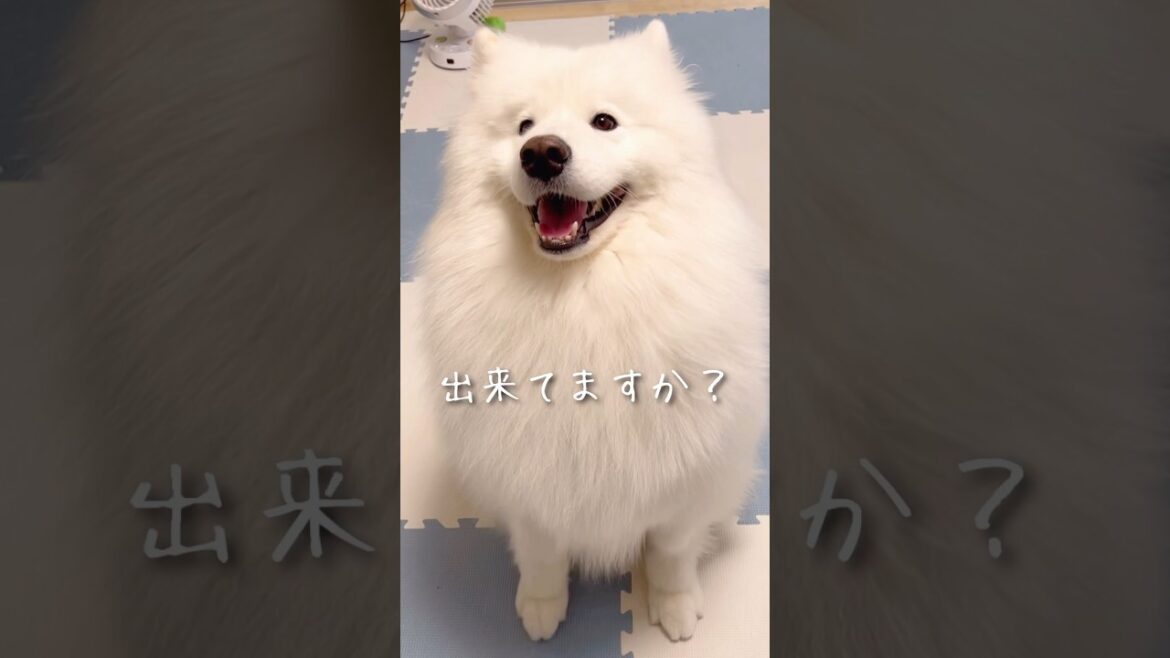 キッチン横のかわい子ちゃんにプレゼントが届きました！ #samoyed #サモエド #癒し