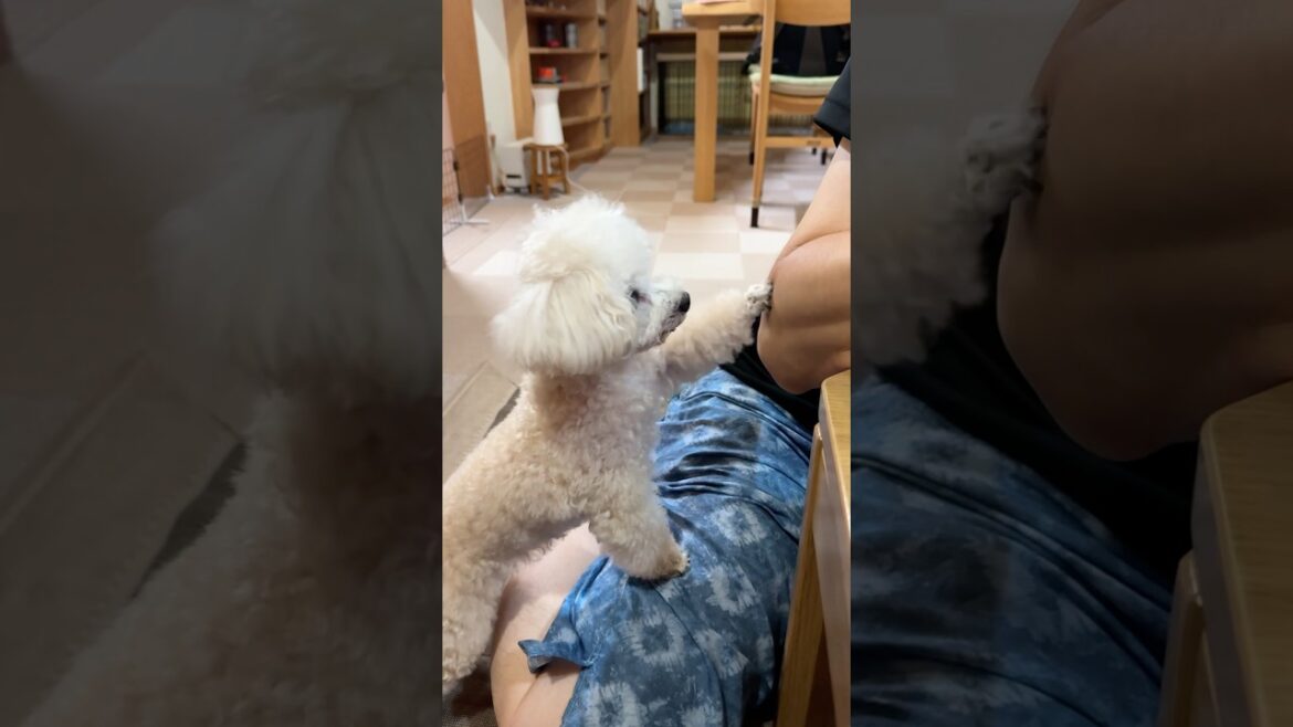 パワー系のおねだりをするトイプードル #shorts #トイプードル #元保護犬