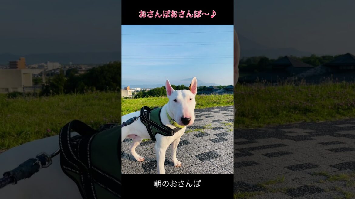 朝のおさんぽ♪ #trendingshorts #youtube #youtubeshorts #instagram #ミニチュアブルテリア #bullterrier #dog #dogs
