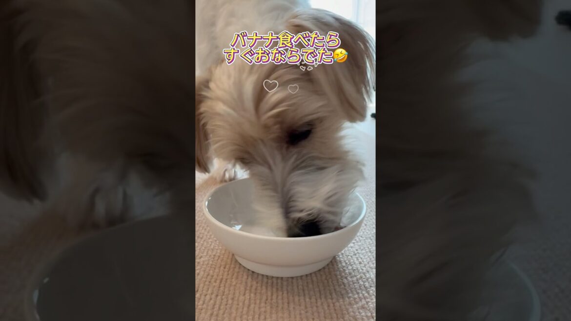 ライの日常 #ジャックラッセルテリア #犬 #癒し #犬のいる生活 #可愛い