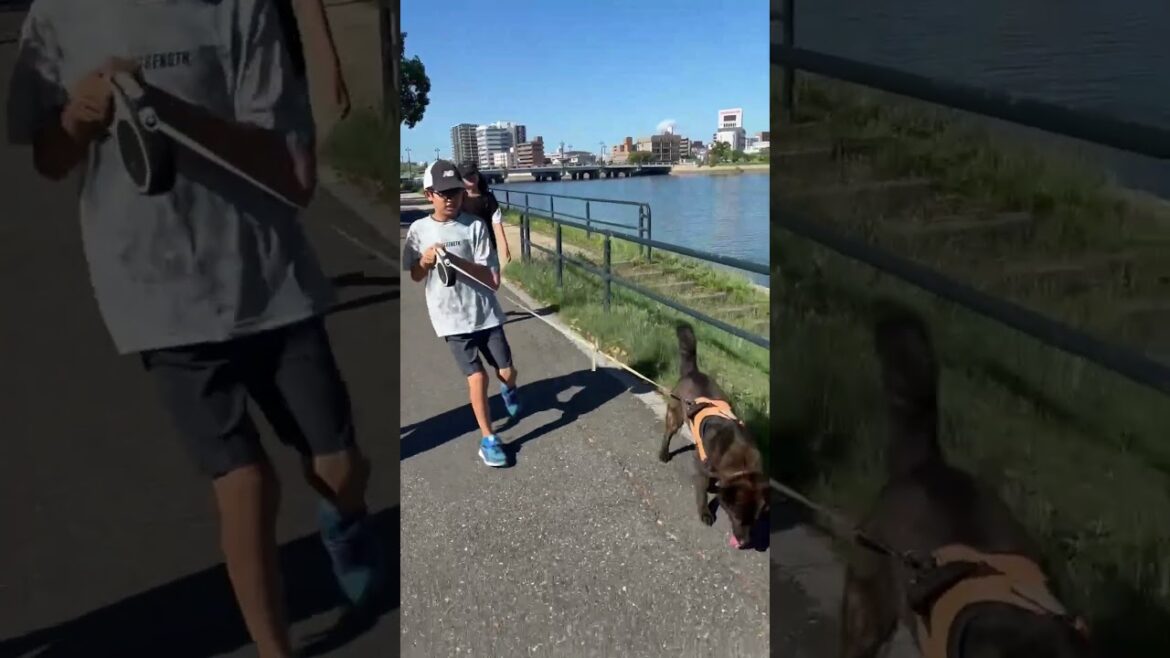 甲斐犬のキクの散歩 #犬のいる生活#甲斐犬 #お散歩