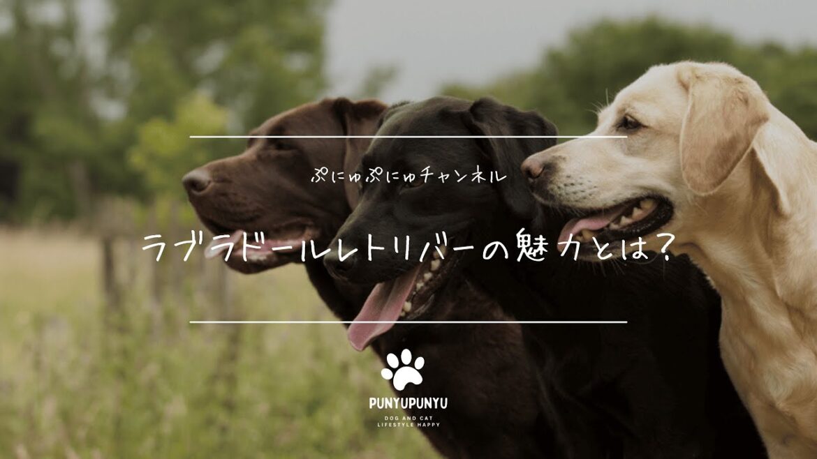 ラブラドールレトリバーの魅力！性格・飼い方・しつけのポイントを徹底解説