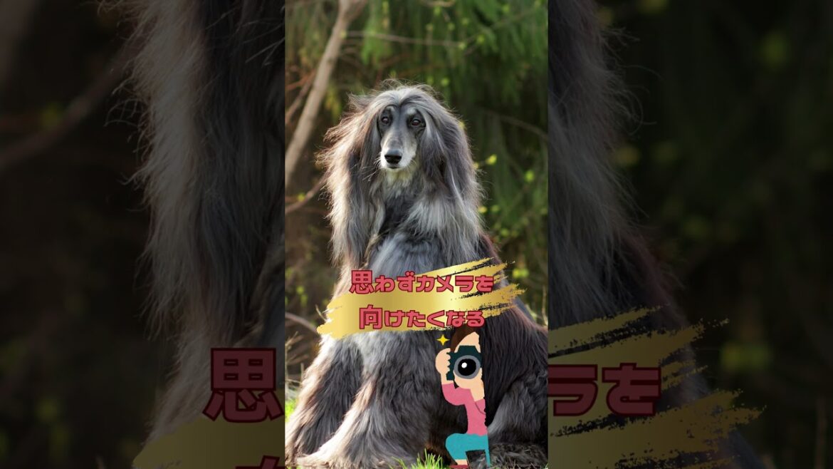 旅行先で注目される犬種ランキング【TOP5】