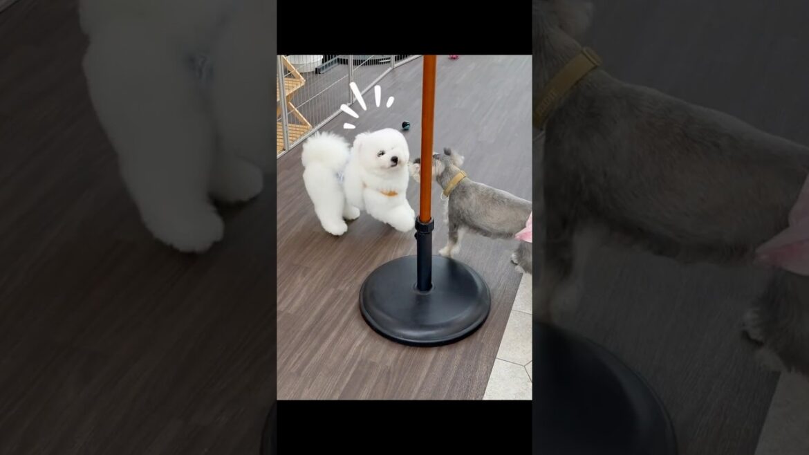 コパンの反撃🎍🔥