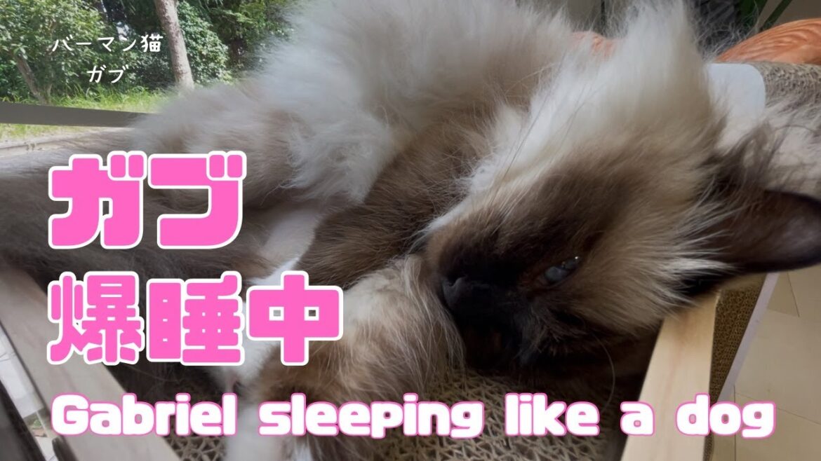 バーマン猫ガブ【ガブ爆睡中】Gabriel sleeping like a dog（バーマン猫）Birman/Cat
