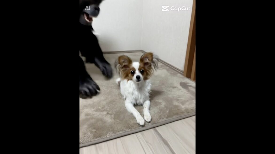 ゴリラにさらわれるわんちゃん#わんちゃんのいる生活#パピヨン犬# papillon#ぱぴー#ゴリラ#かわいい子犬