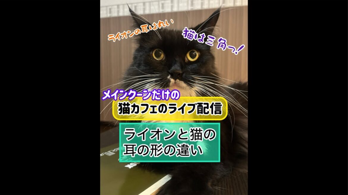 メインクーンだけの【猫カフェのライブ配信】#cat #cooncat #mainecat #もふもふ