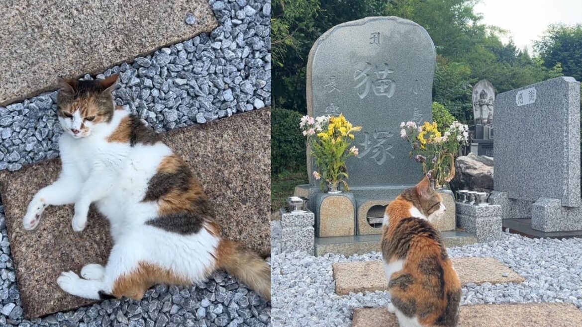 お散歩すると必ず猫塚にお参りするミー子！
