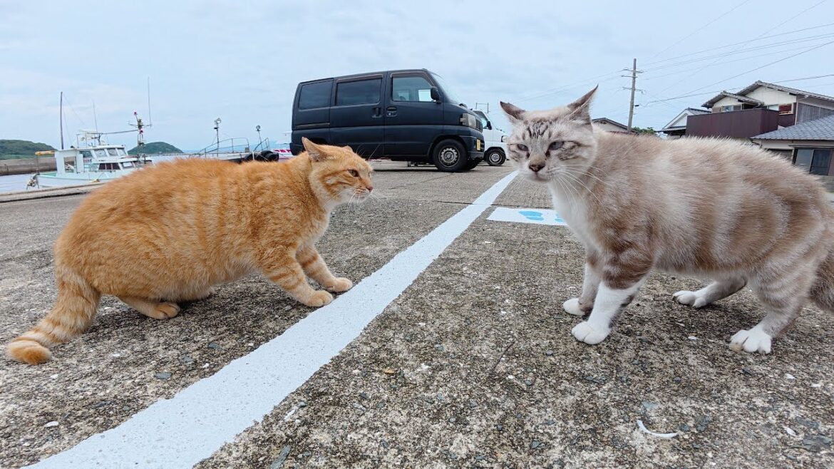 茶トラ猫とうずまきシャム猫のケンカを仲裁した 茶トラ猫とうずまきシャム猫のケンカを仲裁した