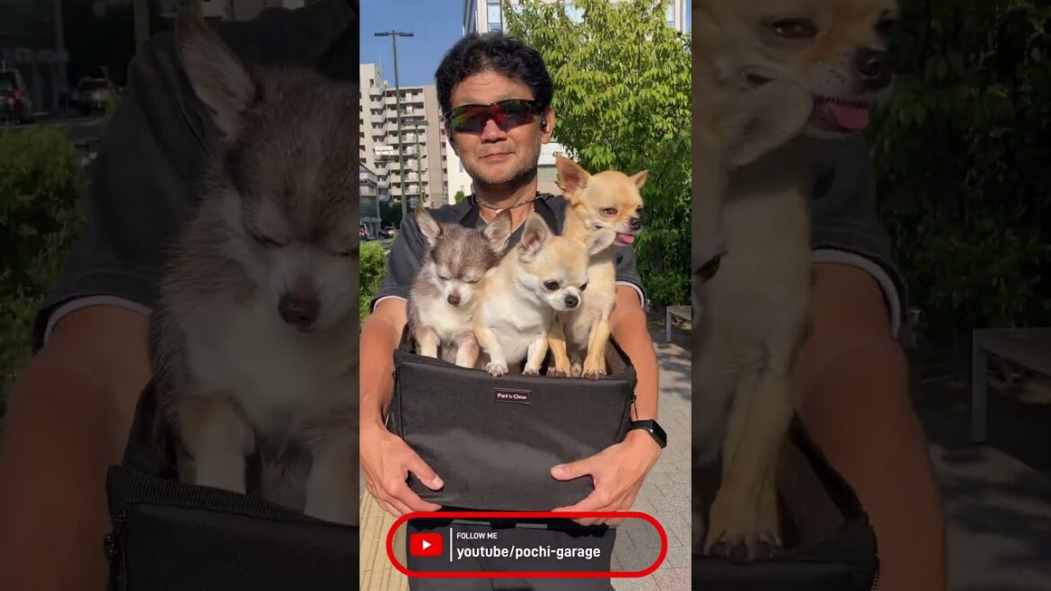 スムースコートチワワ 今日はシャンプーの日 #Shorts #dog