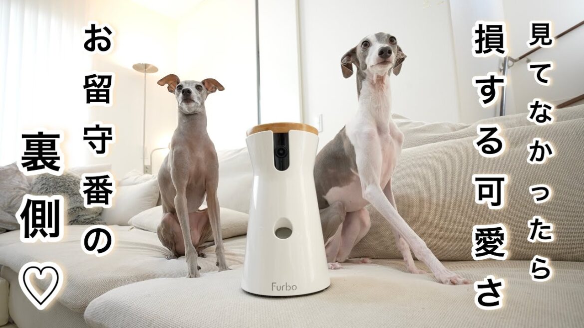 お留守番中のイタグレがこんなに楽しそうって知ってた?ペットカメラで覗いてみたらwww【Furbo】 お留守番中のイタグレがこんなに楽しそうって知ってた?ペットカメラで覗いてみたらwww【Furbo】