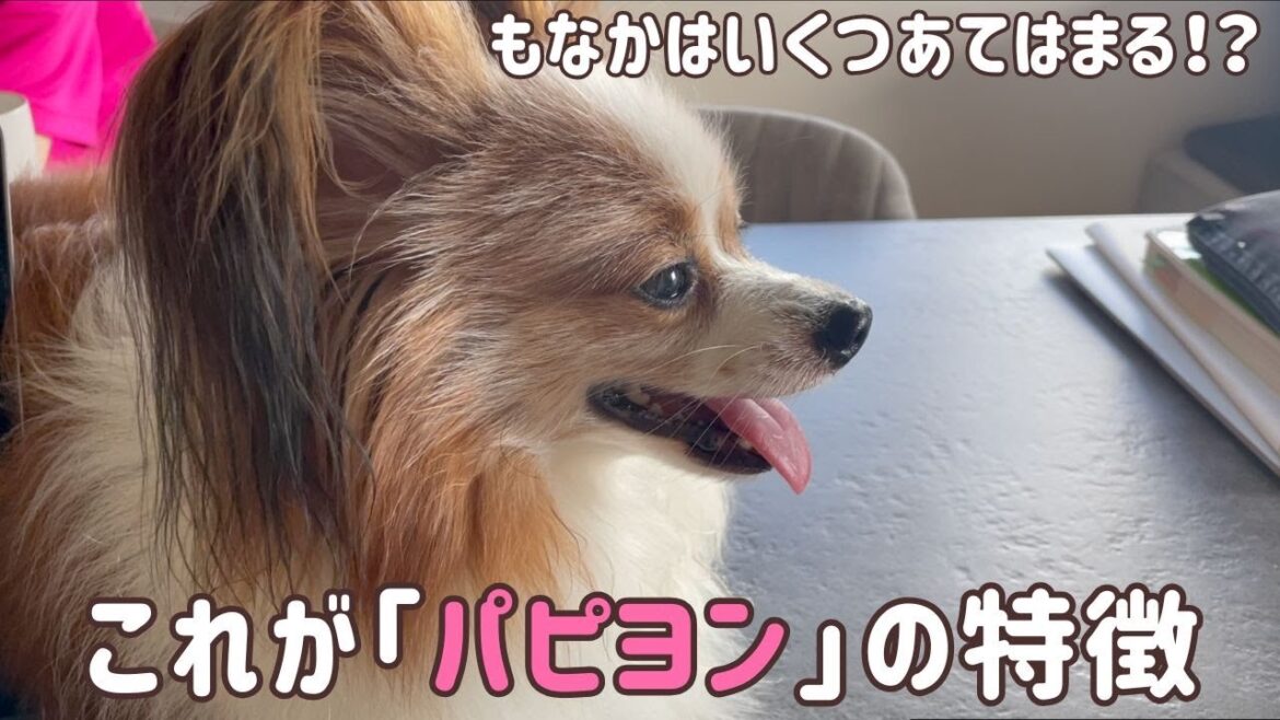 これがパピヨンの特徴!“もなか”で検証してみた【もなか日記】 これがパピヨンの特徴!“もなか”で検証してみた【もなか日記】