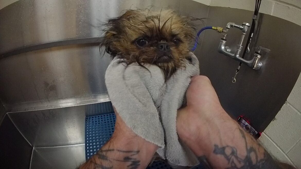 とっても可愛い子犬の初めてのグルーミング。犬のグルーミングPOV ASMR グルーミングのやり方チュートリアル