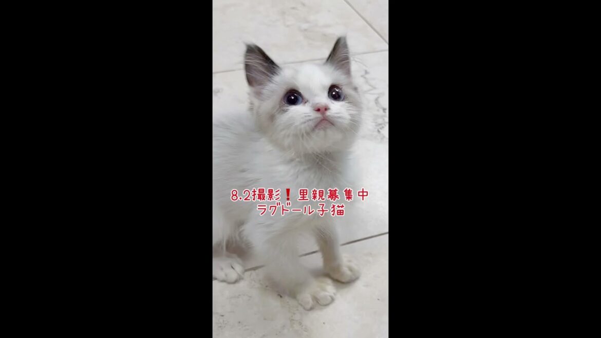 昨日のインスタﾗｲﾌﾞ中にこちらのラグドールちゃんを、映した際にフォロー様よりホームページの写真を変えた方がいい❗️❕とアドレスいただきました🙇‍♀️本当にその通りでございます🙇‍♀️