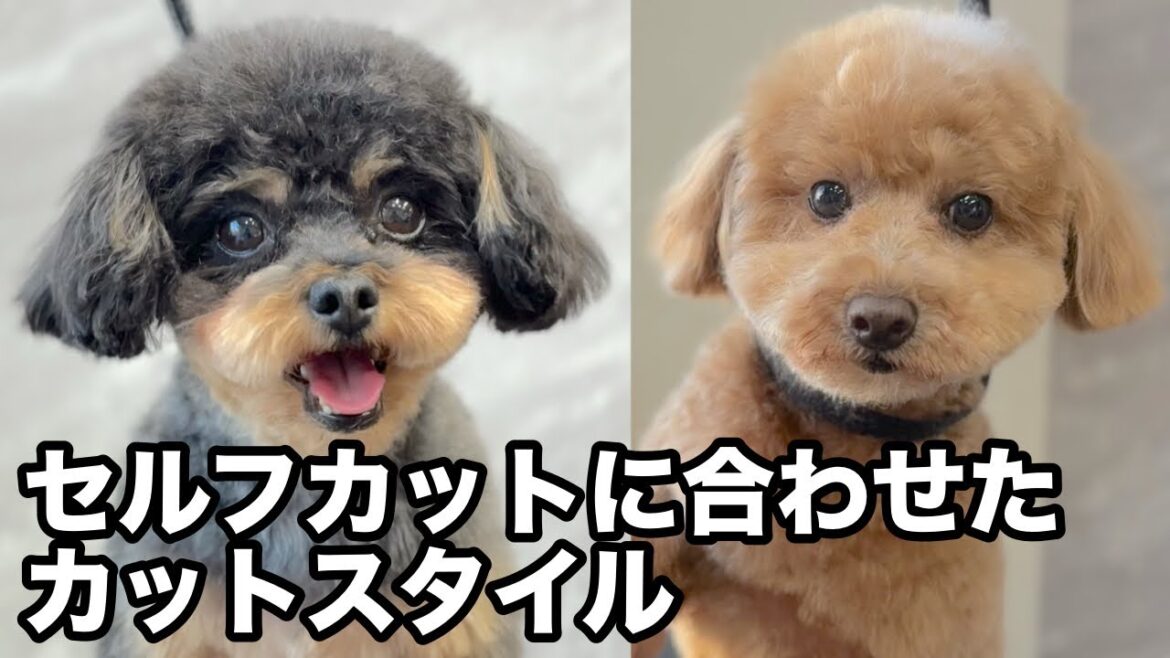 チワプーとトイプードルのセルフカットに合わせてカット✂︎(イヴくん)(ミディくん) チワプーとトイプードルのセルフカットに合わせてカット✂︎(イヴくん)(ミディくん)