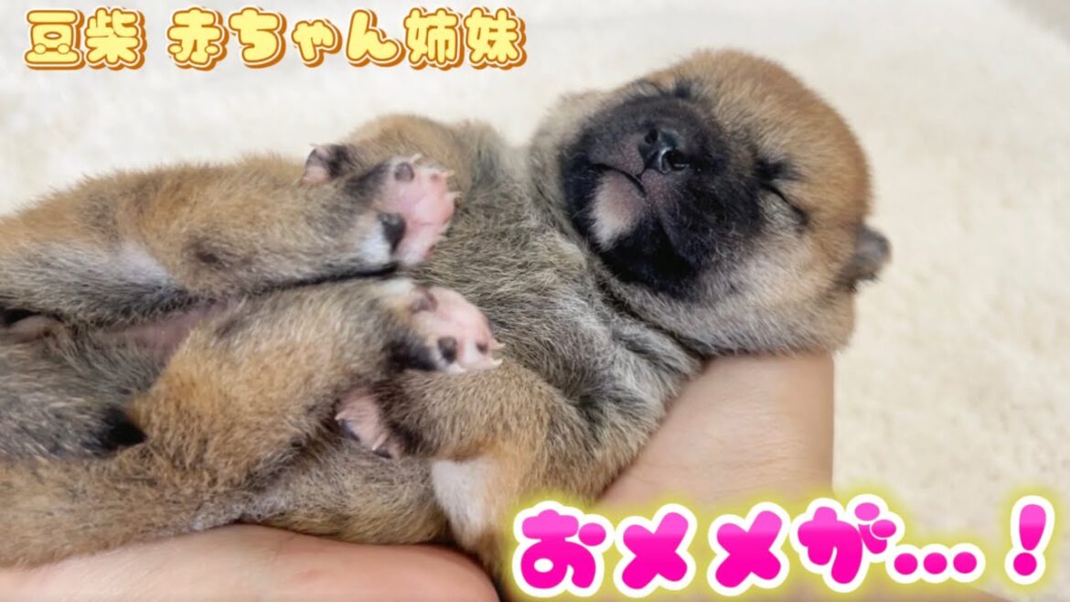 【豆柴犬】赤ちゃん姉妹の変化、甘えん坊すぎるママ、はる&おこげの水遊び  【子犬と癒し】まめしば亭ブログvlog 【豆柴犬】赤ちゃん姉妹の変化、甘えん坊すぎるママ、はる&おこげの水遊び  【子犬と癒し】まめしば亭ブログvlog