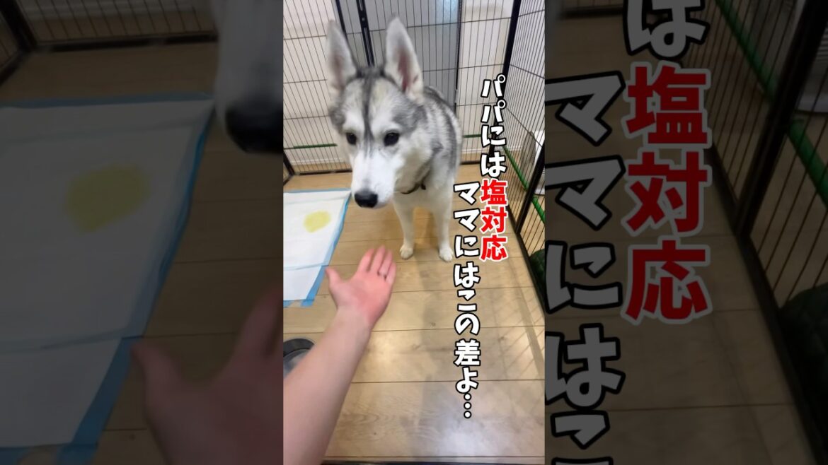 ママとパパで態度が違いすぎる犬#ハスキン一家#ハスキン#シベリアンハスキー#ハスキー#大型犬#husky#dog#shorts #ショート