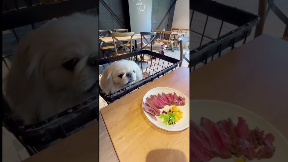 【名古屋・UNO cafe】ステーキ前に我慢限界の1歳ペキニーズ #ペキニーズ