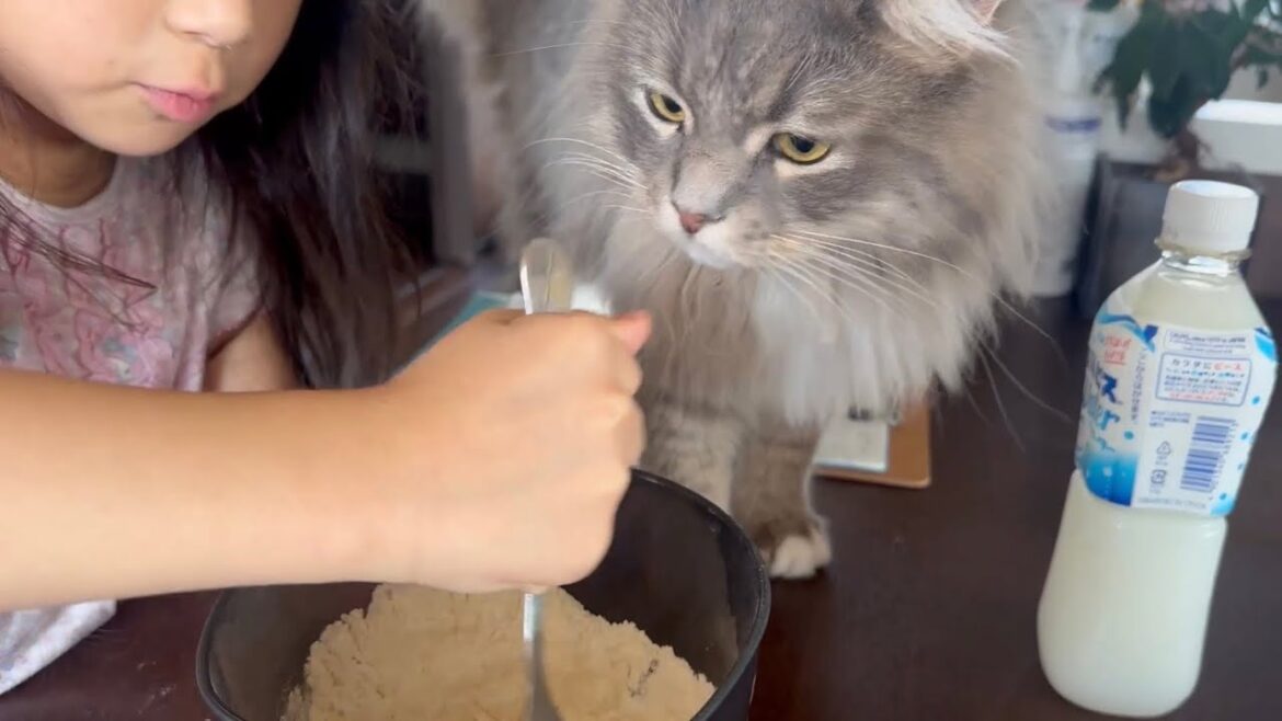 自由研究を手伝う猫　サイベリアンCat helping with homework. Siberian