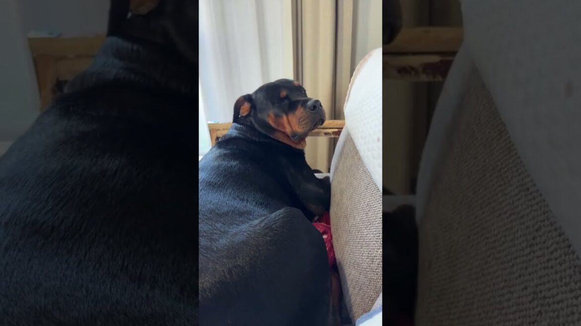 愛犬のお出迎え生配信