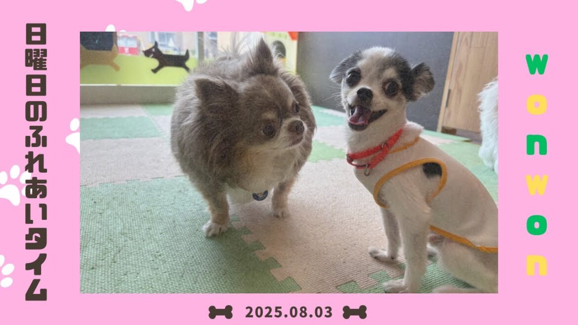 【犬の幼稚園】わんわんようちえん　日曜日のふれあいタイム