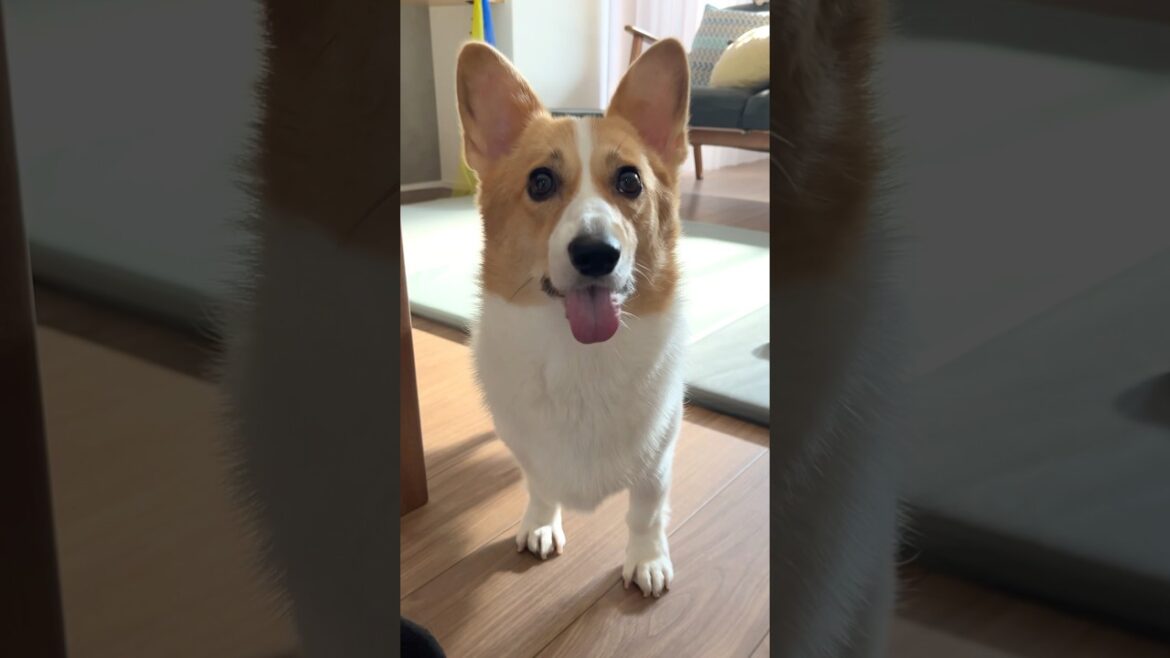 【どうした】何かを期待してずっと部屋をうろつく犬 #コーギー #ちくわ #shorts