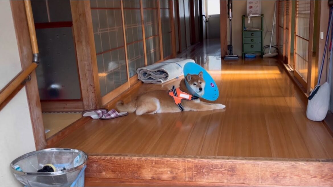 賢く待ってる柴犬
