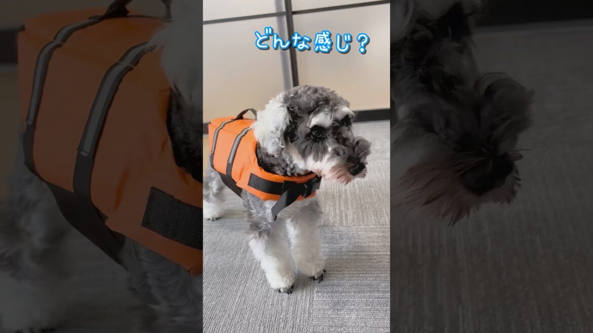 初ライフジャケットで時が止まったポポww #ミニチュアシュナウザー #かわいい#schnauzer #dog #shorts