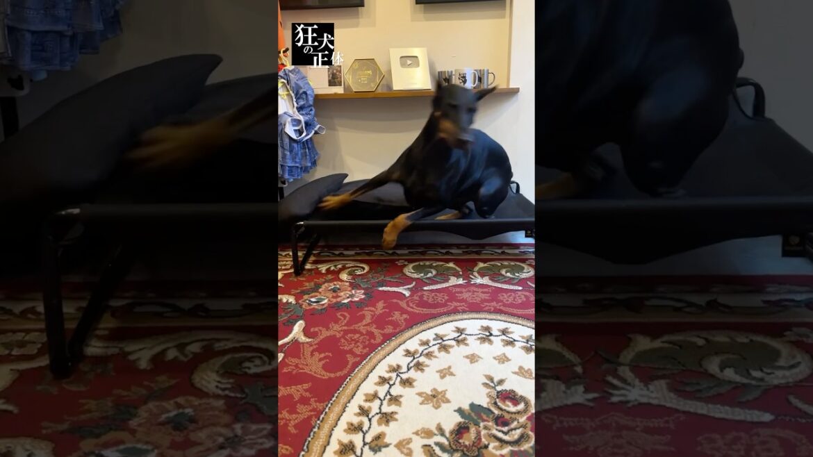 散歩に連れて行く方法を編み出したパパ#ドーベルマン #大型犬との暮らし #狂犬の正体