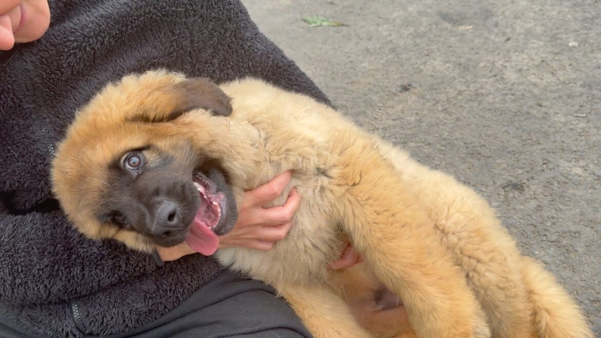だから子犬は一番かわいいのです! だから子犬は一番かわいいのです!