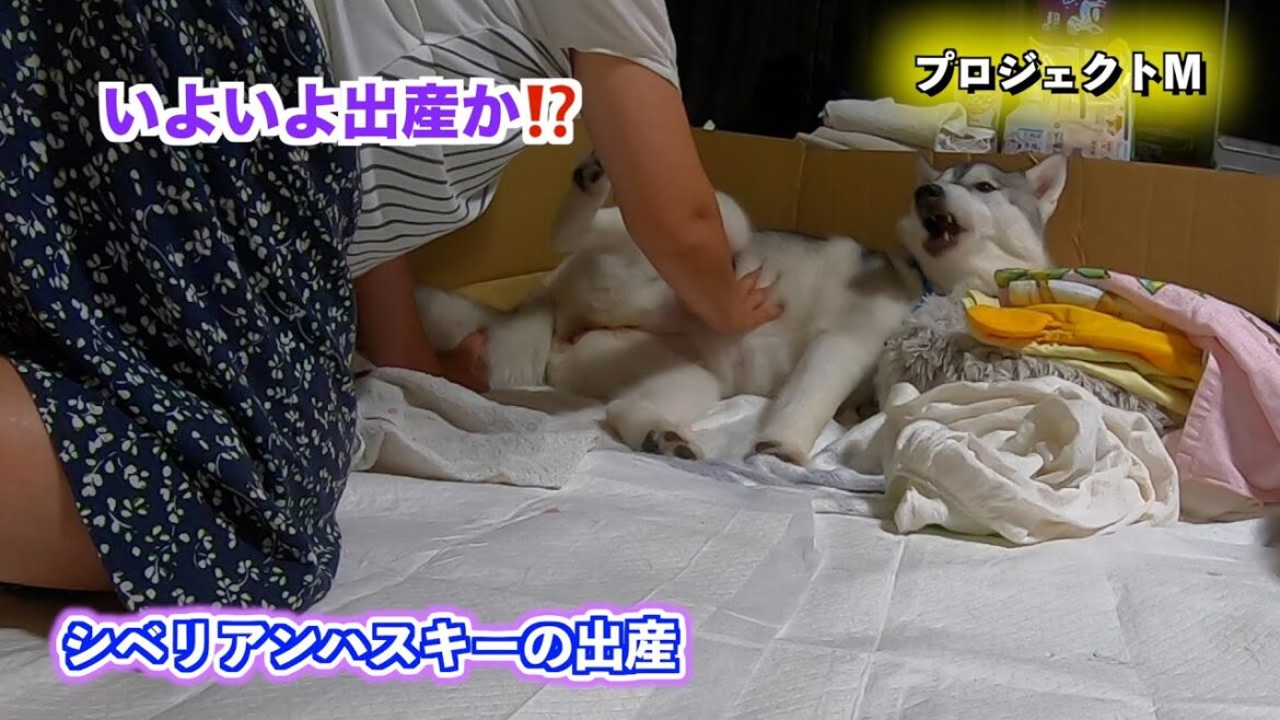 ㊗️マリン❗️無事出産しました‼️ #シベリアンハスキー #シベリアンハスキー出産 #犬の出産