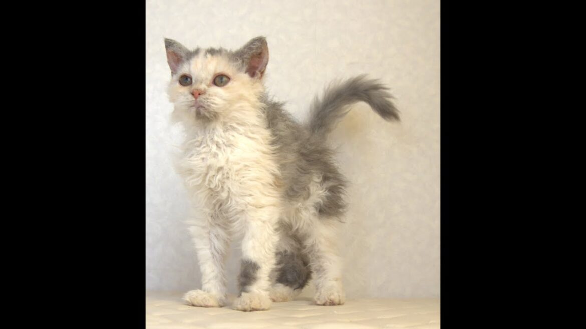 セルカークレックス子猫　Selkirk Rex　2025.4.12産まれ　ダイリュートキャリコ　巻き毛　女の子　シーダキャット猫のお店