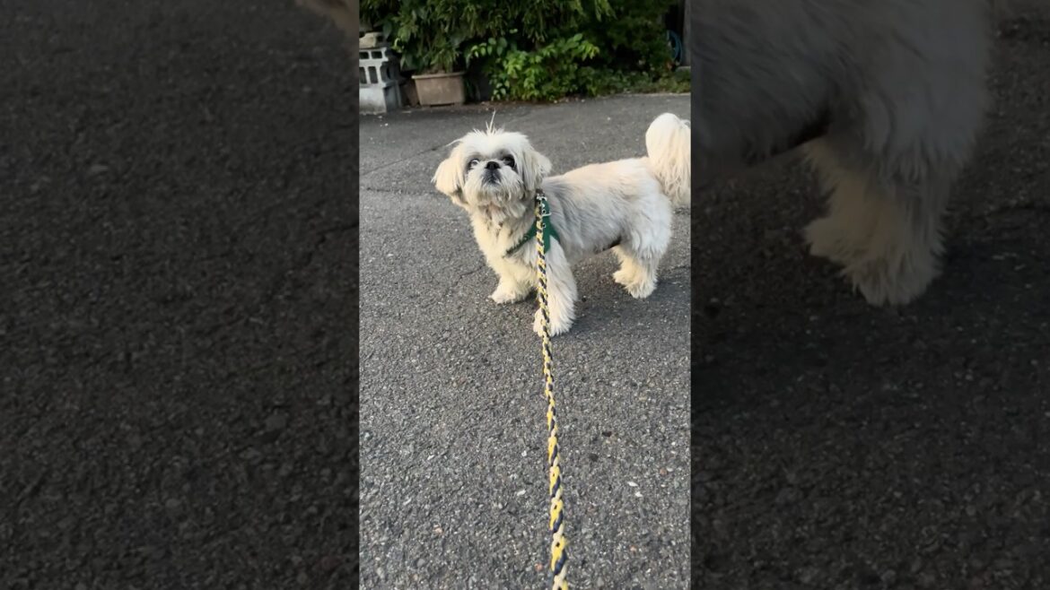 てんぽ11歳初さんぽ！？ #shihtzu #puppy #シーズー