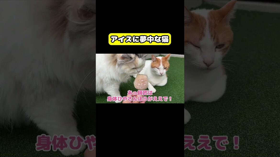アイスに夢中な猫　#猫 #おもしろ #アテレコ #ニャンチューバーつくし