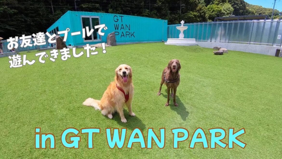 【大型犬ルルの旅#77】お友達とプールで遊んできました！