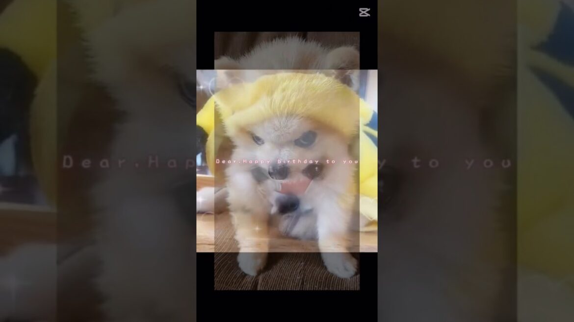 ‪🎉♥︎ ᕼᗩᑭᑭY ᗷIᖇTᕼᗞᗩY ♥︎🎉 #マメすけ #ポメラニアン #メンチ切る犬 #ガン見する犬 #ポメラニアンウルフセーブル #ポメラニアンのいる生活